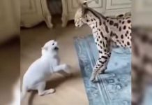 Feisty Cat
