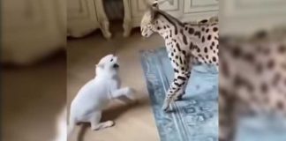 Feisty Cat