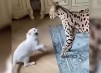Feisty Cat