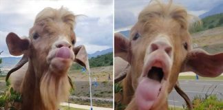 Goat and farmer fight
