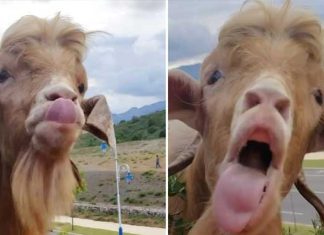 Goat and farmer fight