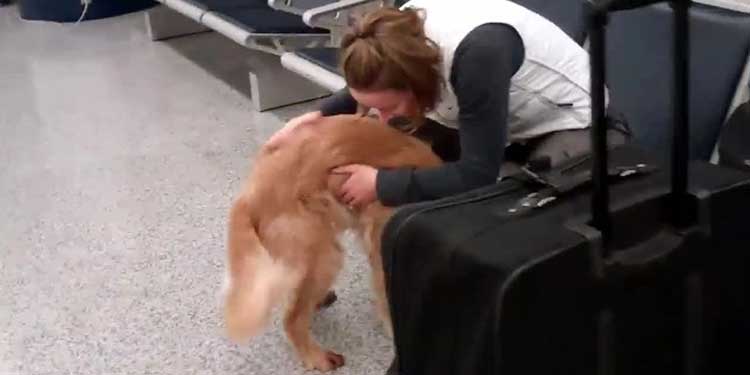 Golden Retriever Surprises Veteran