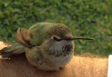 Hummingbird rescue