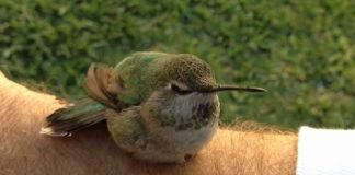 Hummingbird rescue