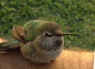 Hummingbird rescue