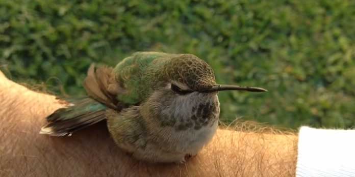 Hummingbird rescue