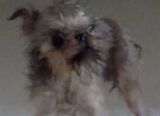 Wet Dog Voices