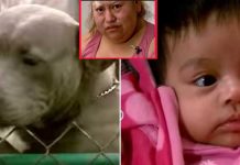 Armed Robbers Break Into House to Steal Baby, Regrets It After Meeting the Family’s Two Pit Bulls