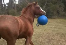 buster-the-horse-playing