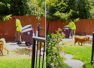 elderly-owner-garbage-man