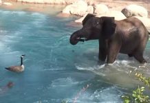 elephant-vs-goose