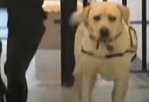 service-dog-inmate-reunite