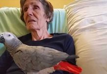 grieving-parrot