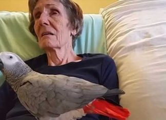 grieving-parrot