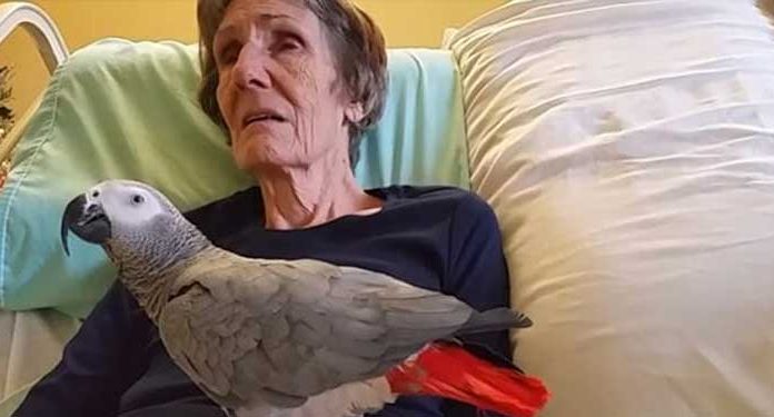 grieving-parrot