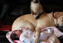 kitten and puppy cuddling