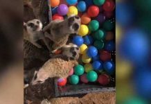 meerkats-playing