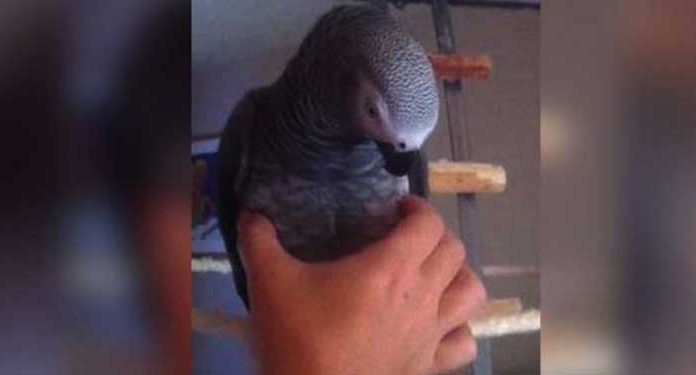 parrot-squeeze-toy