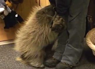 porcupine thinks she is dog