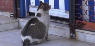 stray-cat-pregnant