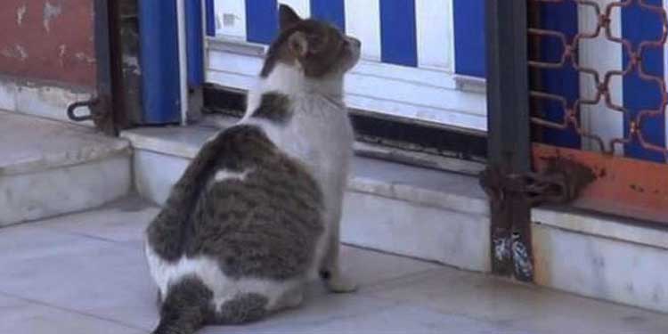 stray-cat-pregnant