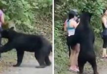 Black Bear Stood In Front of A Woman