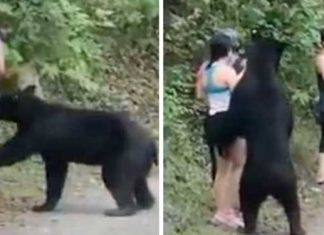 Black Bear Stood In Front of A Woman