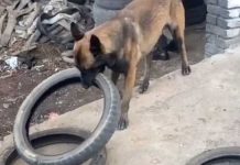 Clever Belgian Malinois