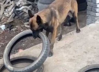 Clever Belgian Malinois