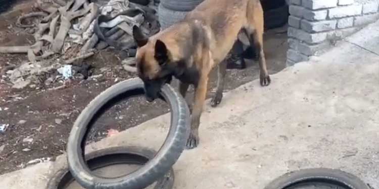 Clever Belgian Malinois