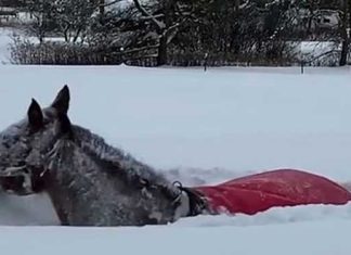 Horse on snow