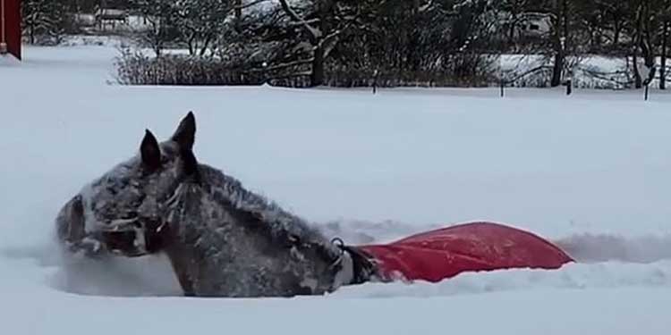 Horse on snow