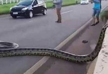 anaconda-cause-traffic-in-brazil
