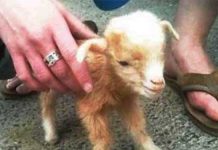 baby-goat-jumps