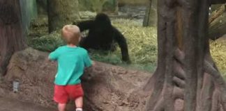 baby-with-gorilla