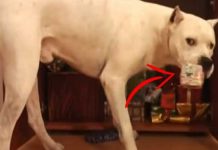 christmas-dogs-1-1