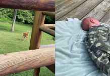 curious deer baby
