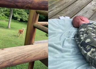curious deer baby