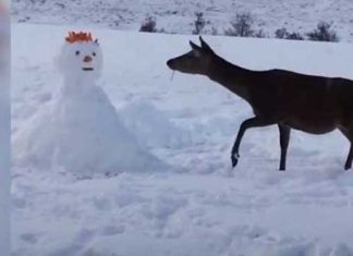 deer-meets-snowman
