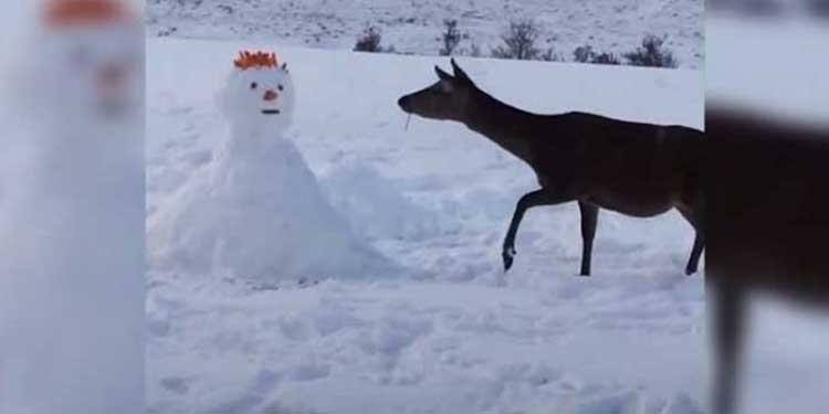 deer-meets-snowman