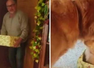dog-gets-christmas-present