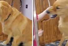dog-snaps-at-groomer