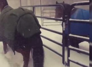 horses-hates-snow2