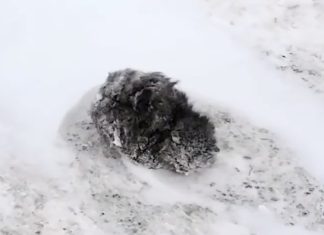 Man Spots Freezing Ball Huddled on Side of Road - Immediately Slams on Brake When He Finds Out Who It Is