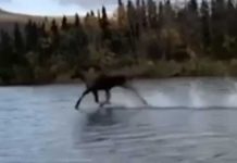 moose running sea