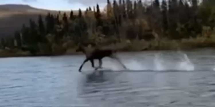 moose running sea