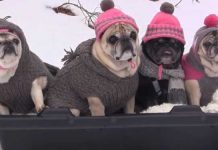 pugs-sledding-party