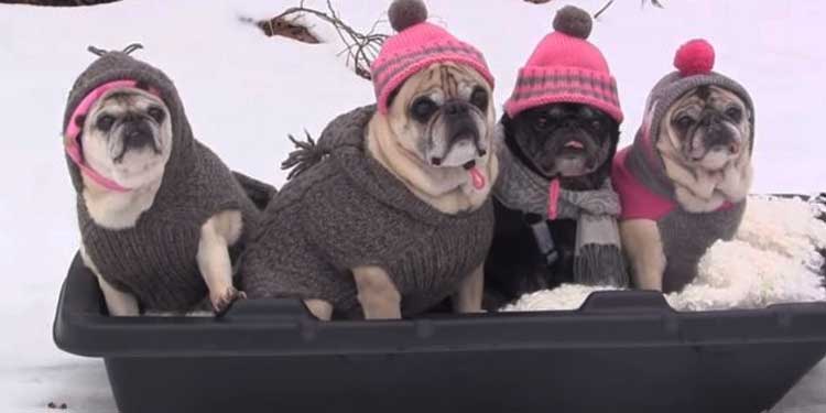 pugs-sledding-party