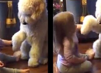 shake-a-paw