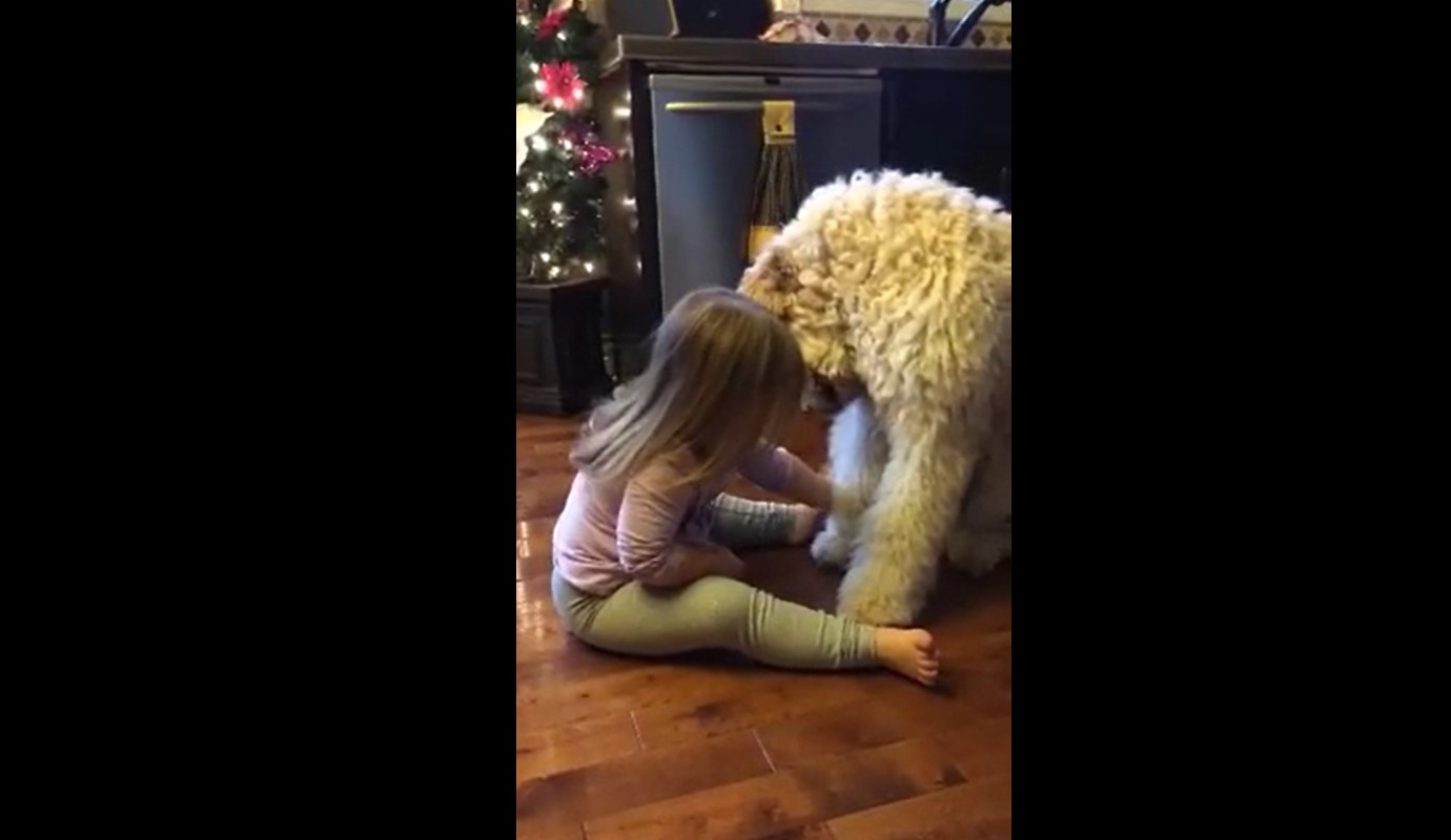 toddler dogs